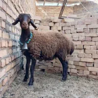 میش|حیوانات مزرعه|تربت جام, میان جام|دیوار