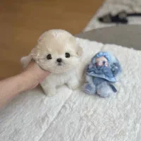 پودل جیبی مالتیز مینی