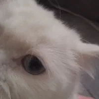 گربه پرشین دختر