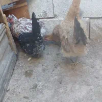 مرغ لری اصیل|حیوانات مزرعه|شهرضا, |دیوار