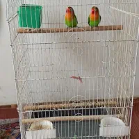 طوطی برزیلی جوان|پرنده|املش, |دیوار