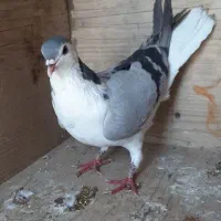 کبوتر کفتر دمگیر زره ای