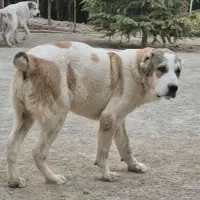 توله . بالغ . نگهبان . سگ آلابای