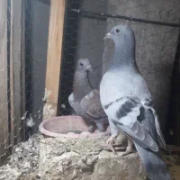 جوجه آلمانی.رنگه.صید