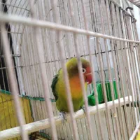 معاوضه کوتوله