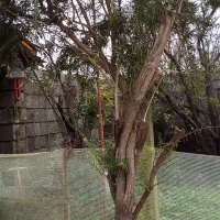 درخت شیشه شور