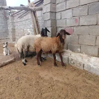 بره نر