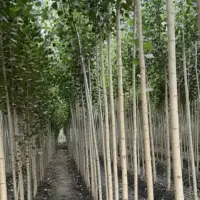 نهالستان گردو بادام و صنوبر|خدمات باغبانی و درختکاری|جلفا, |دیوار