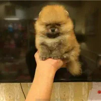 سسگگ ممینیاتوریی پاامی|سگ|تهران, شهرک غزالی|دیوار