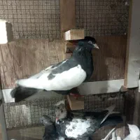 سینه تریاکی