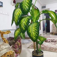 گل دیفن باخیا