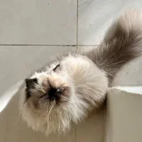 ده تومن مژدگانی برای یابنده