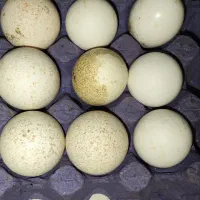 تخم مرغ محلی و تخم بوقلمون(نطفه دار وخوراکی)