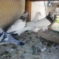 کبوتر