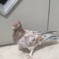 کفتر سرور