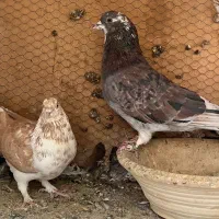 ۳جفت نروماده عالی|پرنده|چهاردانگه (تهران), |دیوار