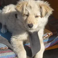 سگ پاپی|سگ|اصفهان, ارزنان|دیوار