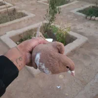 کفتر|پرنده|شیراز, گویم|دیوار