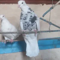 کفتر کرمانشاهی|پرنده|جهرم, |دیوار