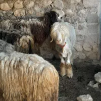 پشم پاک
