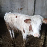 گوساله ماده