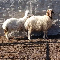 2راس بره ماده سنجابی قوچ خورده قیمت مناسب