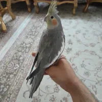 جفت عروس هلندی رام|پرنده|کرمانشاه, |دیوار