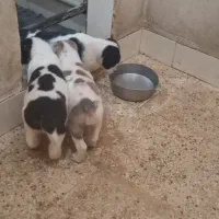 توله آلابای|سگ|آبعلی, |دیوار