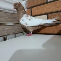 کبوتر سینه زرد