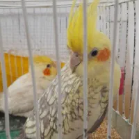 عروس هلندی