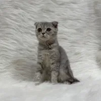 اسکاتیش فولد|گربه|کرمانشاه, |دیوار