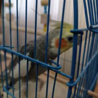 عروس هلندی سخن گو|پرنده|گرگان, |دیوار