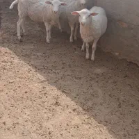 بره رومن سبک تا سه قل