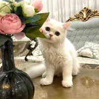گربه نر ۳ ماهه