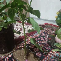 ۴ عدد گل طبیعی زیبا|گل و گیاه طبیعی|ایوان, |دیوار