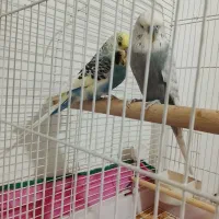 مرغ عشق انگلیسی