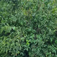 فروشگاه کشاورزی همه چیز برای رشدوتقویت محصولات شما