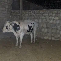 گوساله پروار|حیوانات مزرعه|کارزان, |دیوار