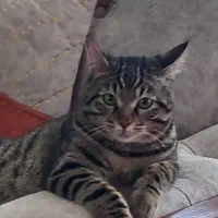 گربه یک هفته گمشده محدوده پارک دانشجو