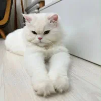 پرشین کن نر