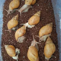 حلزون آلبینو آچاتینا مولد