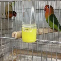 تخفیف ویژه انواع پرنده زینتی|پرنده|هشتگرد, هیو|دیوار