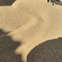 فروش ارزن|عمده‌فروشی|کوهدشت, |دیوار