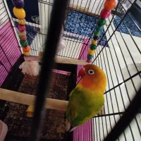 جوجه برزیلی