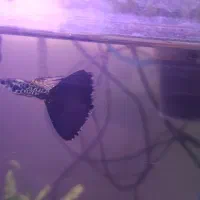 بچه گوپی یک ماهه بلو کبری|ماهی|تهران, نیروی هوایی (پیروزی)|دیوار