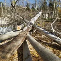 درخت صنوبر و چوب سیب،میوه