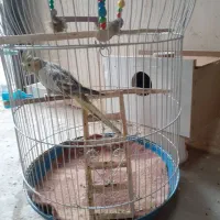 عروس هلندی خوشگل و اهلی|پرنده|مراغه, |دیوار