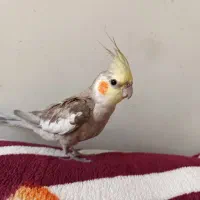 عروس هلندی نر بالغ