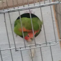 طوطی برزیلی