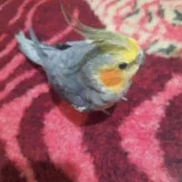 عروس هلندی|پرنده|تهران, شهرک زینبیه|دیوار